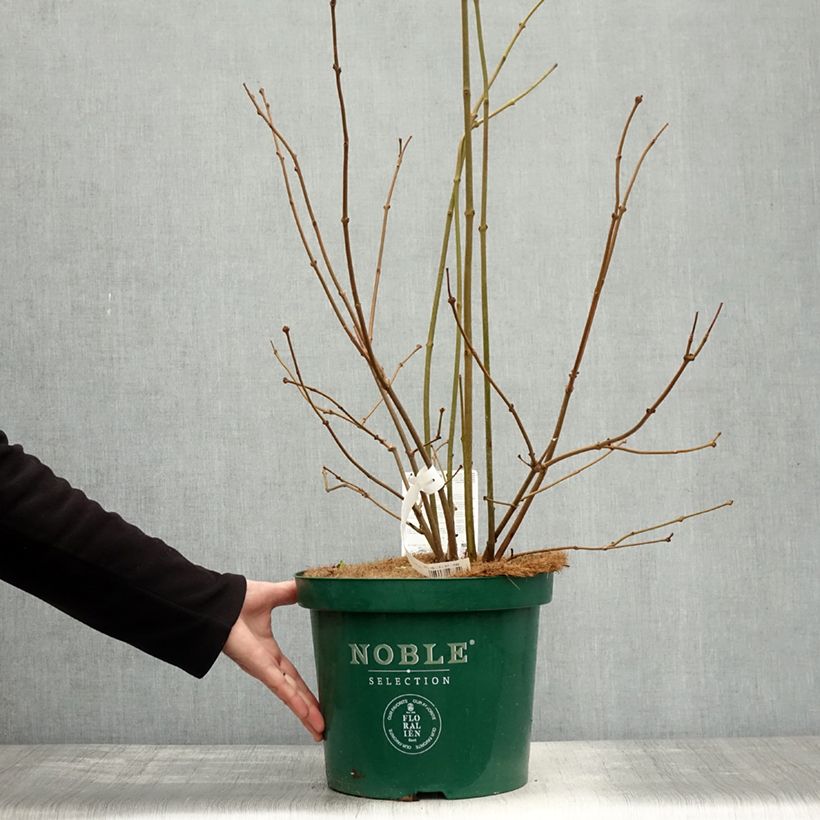 Spécimen de Calycanthus Venus - Arbre aux anémones Pot de 7,5L/10L tel que livré en automne