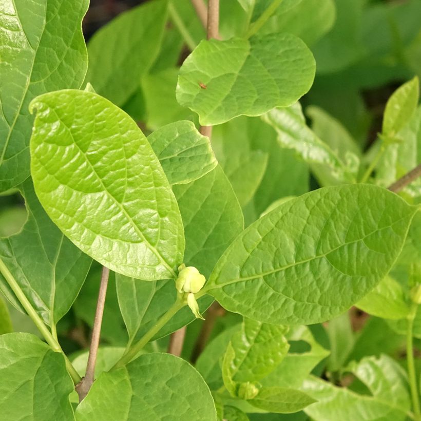 Calycanthus Venus - Arbre aux anémones (Feuillage)