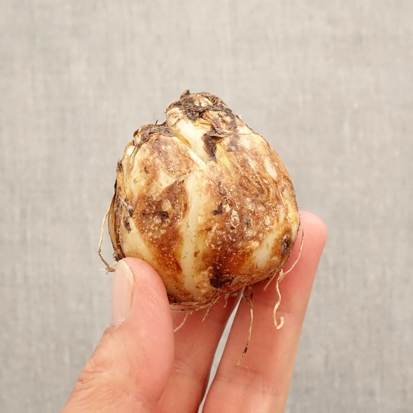 Spécimen de Camassia Blue Heaven Bulbe calibre 14+ tel que livré au printemps