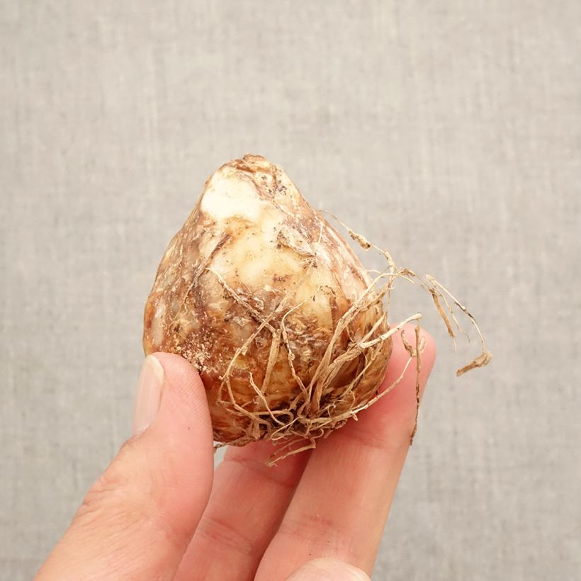 Spécimen de Camassia leichtlinii Aurora Bulbe calibre 14+ tel que livré au printemps