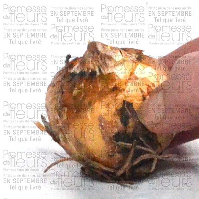 Exemple de spécimen de Camassia leichtlinii Blanc Bulbe calibre 14+ tel que livré