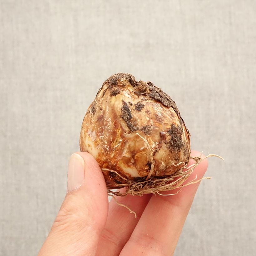 Spécimen de Camassia leichtlinii Blanc Bulbe calibre 14+ tel que livré au printemps