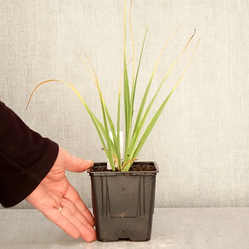 Spécimen de Camassia leichtlinii Blanc Pot de 1L/1,5L calibre 14+ tel que livré au printemps
