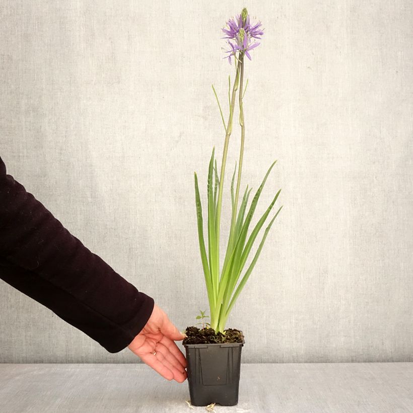 Spécimen de Camassia leichtlinii Caerulea Pot de 1L/1,5L tel que livré au printemps