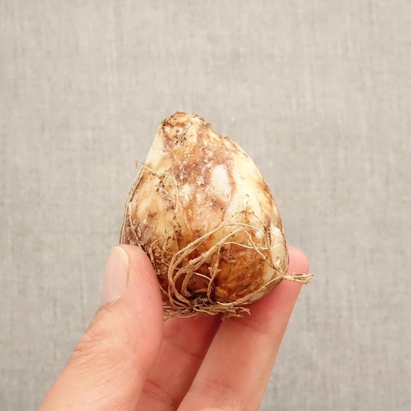 Spécimen de Camassia leichtlinii Sacajawea Bulbe calibre 14+ tel que livré au printemps