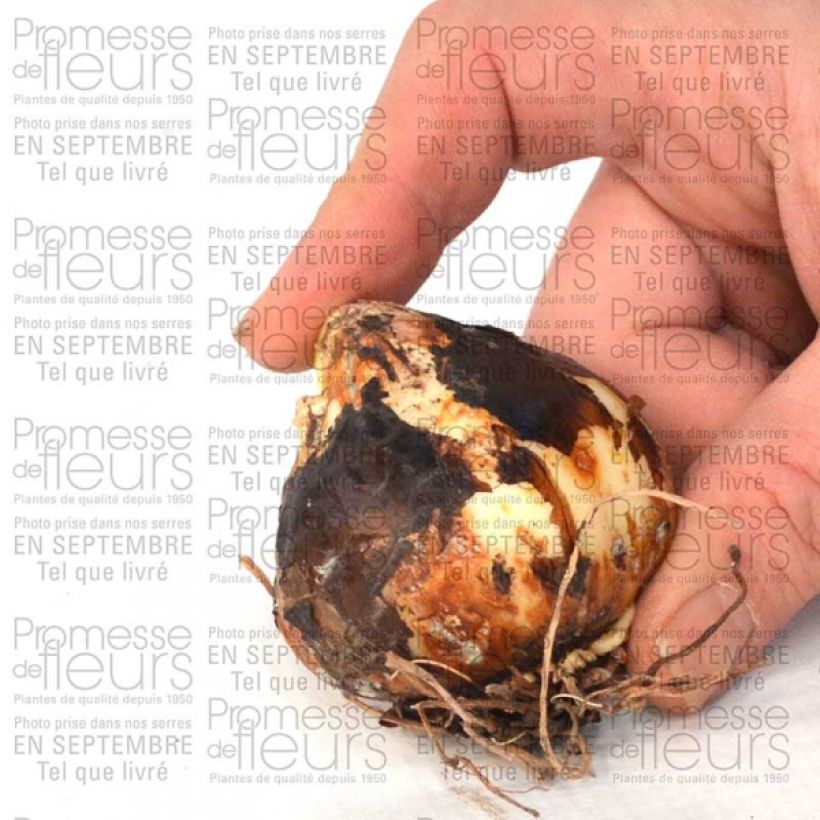Exemple de spécimen de Camassia leichtlinii Semiplena Bulbe calibre 12+ tel que livré