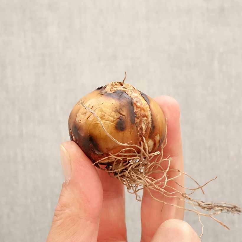 Spécimen de Camassia leichtlinii Semiplena Bulbe calibre 12+ tel que livré au printemps