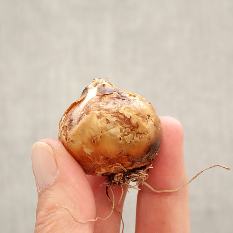 Spécimen de Camassia leichtlinii Silk River Bulbe calibre 12+ tel que livré au printemps