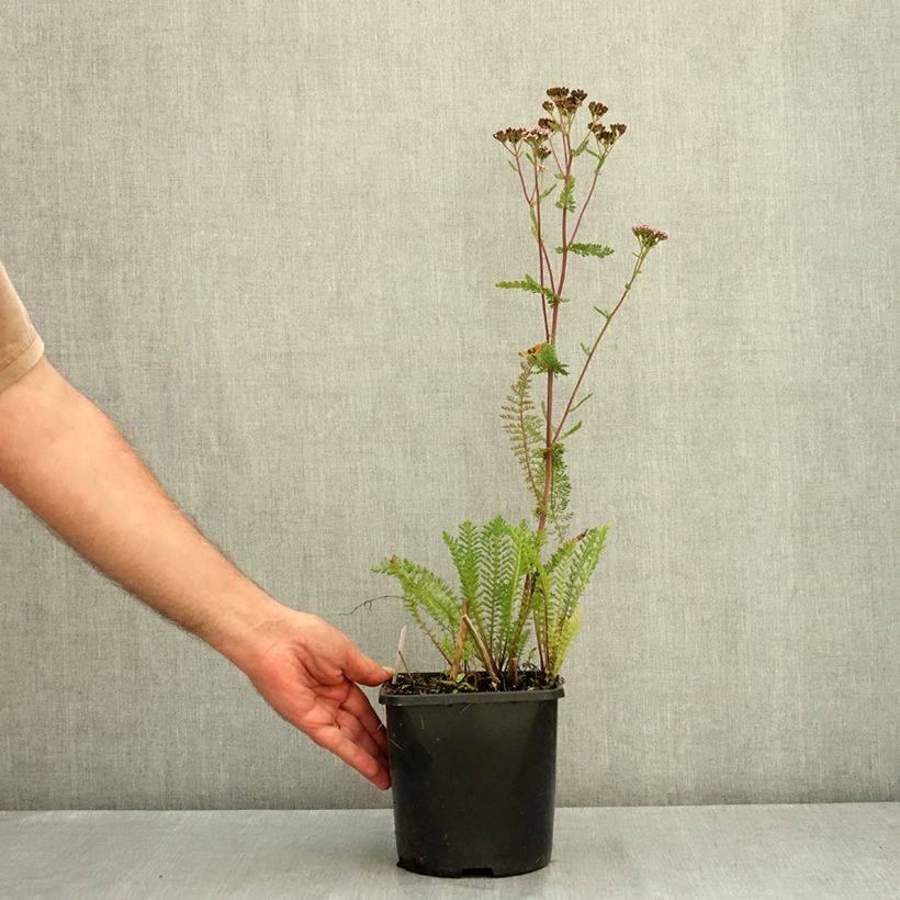 Spécimen de Camassia leichtlinii Silk River Pot de 2L/3L tel que livré en été