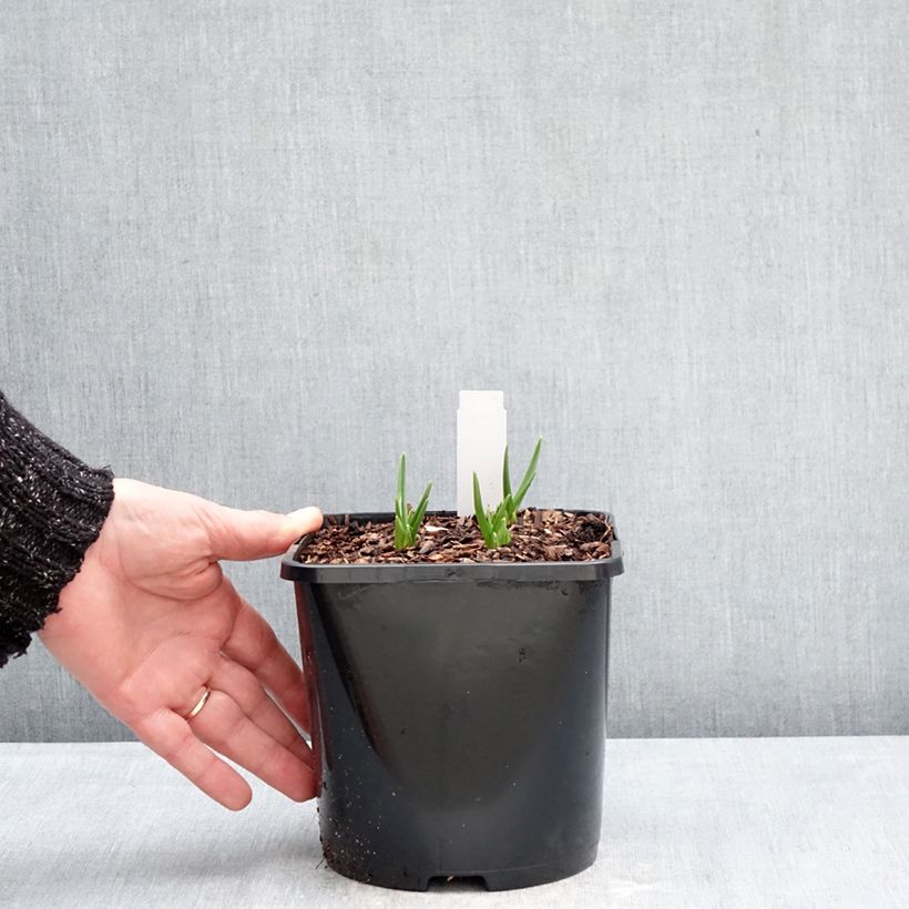 Spécimen de Camassia leichtlinii Silk River Pot de 2L/3L tel que livré en hiver