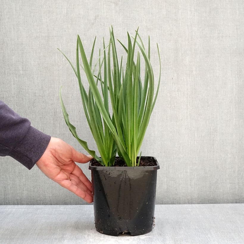 Spécimen de Camassia leichtlinii Silk River Pot de 2L/3L tel que livré au printemps