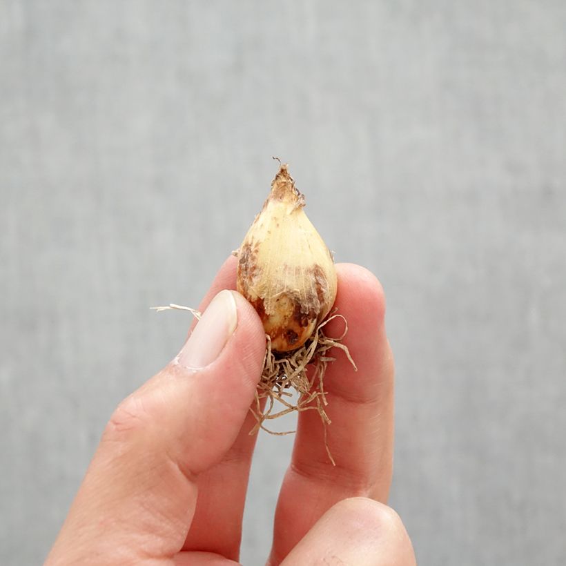 Spécimen de Camassia quamash Blue Melody Bulbe calibre 6+ tel que livré au printemps