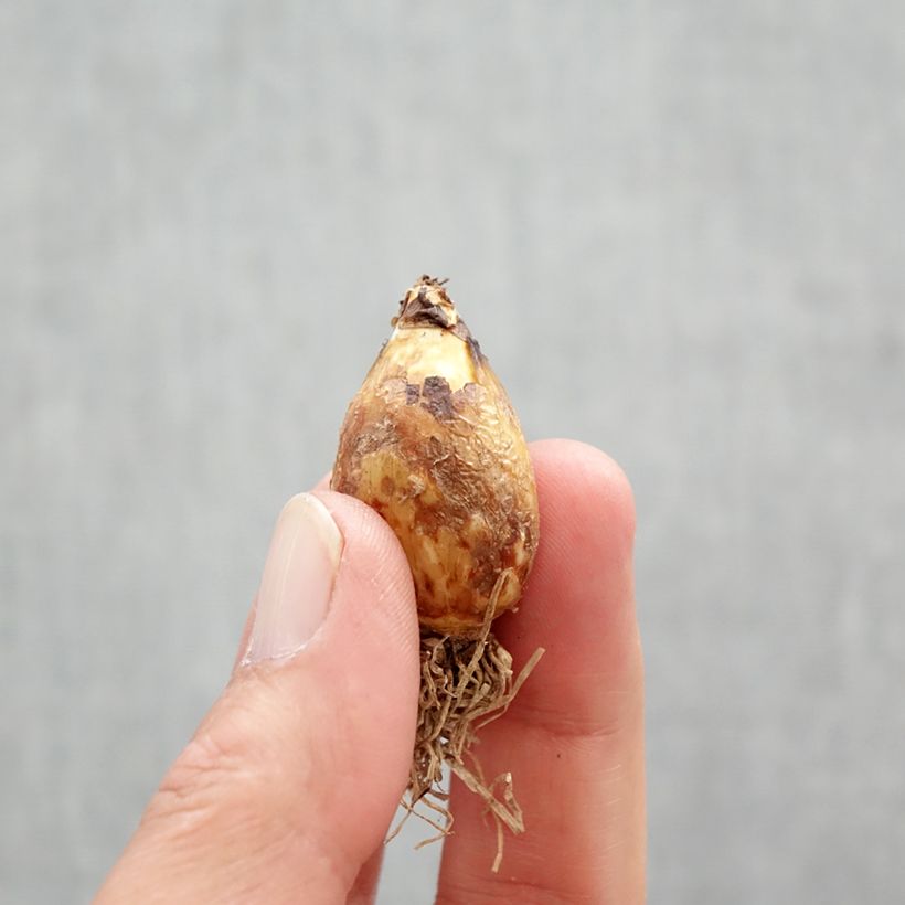 Spécimen de Camassia quamash Bulbe calibre 6+ tel que livré au printemps