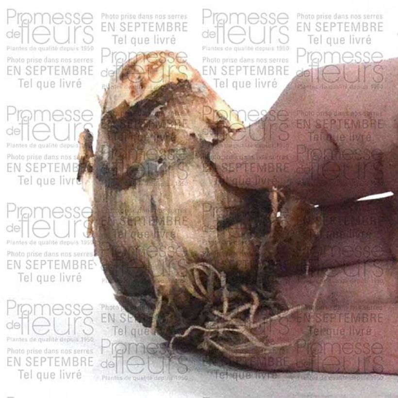 Exemple de spécimen de Camassia Zwanenburg Wisteria Blue Bulbe calibre 14/16 tel que livré