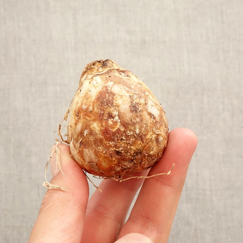 Spécimen de Camassia Zwanenburg Wisteria Blue Bulbe calibre 14/16 tel que livré au printemps