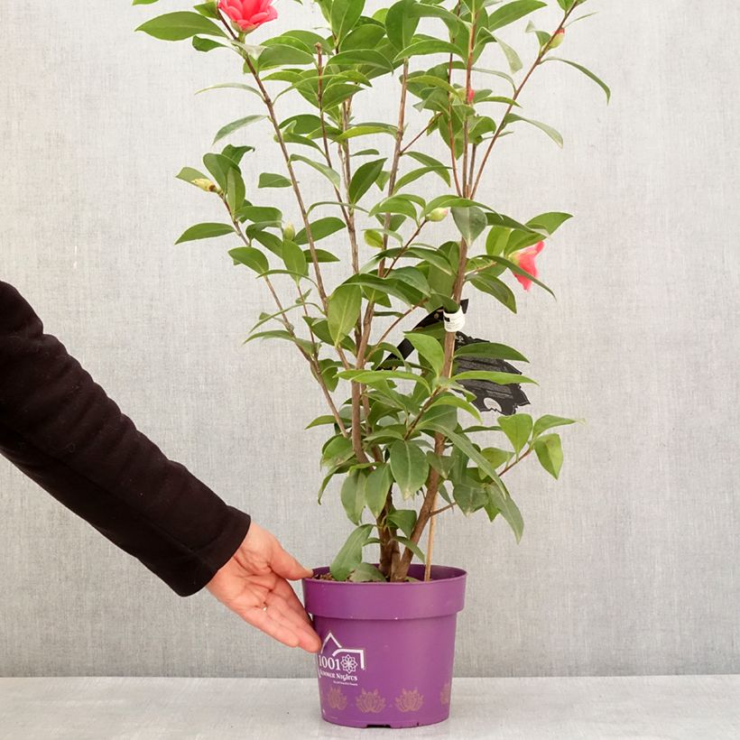 Spécimen de Camélia 1001 Summer Nights Jasmine - Camellia x changii Pot de 3L/4L tel que livré en hiver