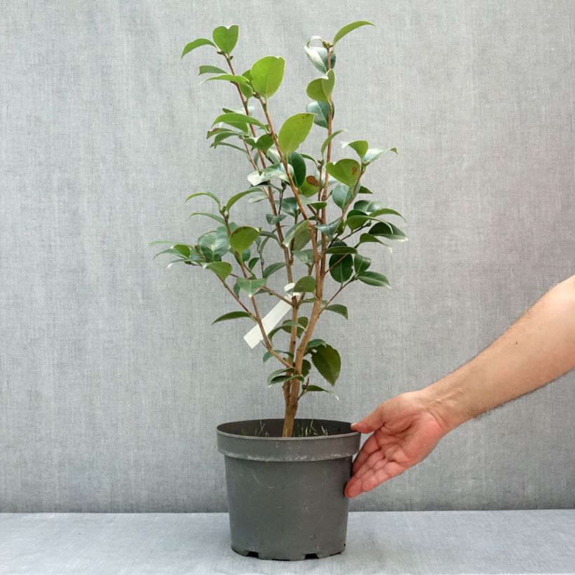 Spécimen de Camélia Anticipation - Camellia x williamsii Pot de 4L/5L tel que livré en été