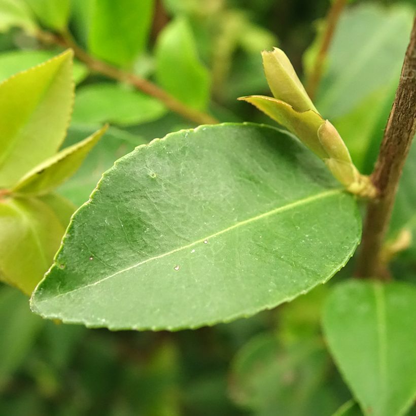 Camélia champêtre - Camellia Cinnamon Cindy (Feuillage)