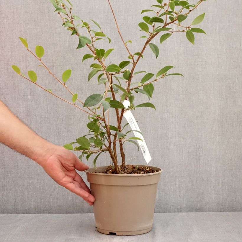 Spécimen de Camélia champêtre - Camellia Fairy Wand Pot de 3L/4L tel que livré en été