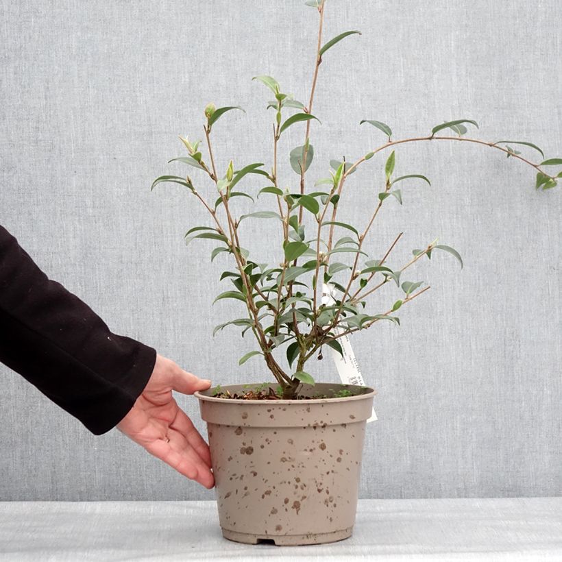Spécimen de Camélia champêtre - Camellia Fairy Wand Pot de 3L/4L tel que livré en hiver