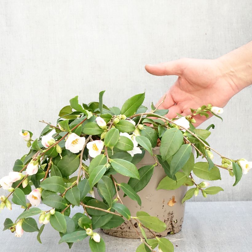 Spécimen de Camélia champêtre - Camellia Quintessence Pot de 4L/5L tel que livré en hiver