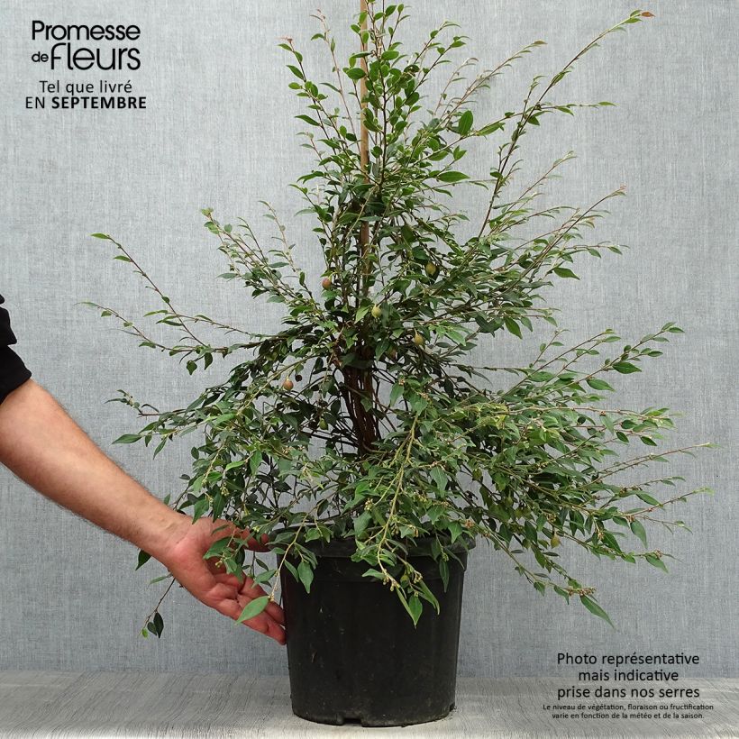 Spécimen de Camélia champêtre Cupido  Pot de 7,5L/10L tel que livré en automne