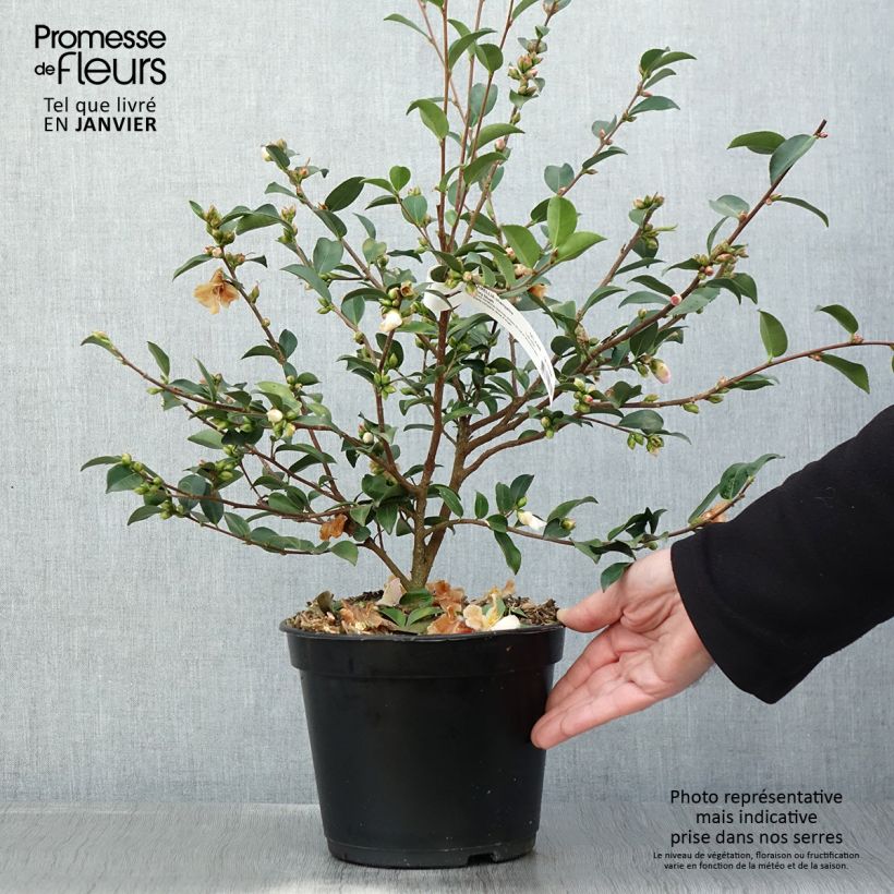 Spécimen de Camélia champêtre Fairy blush  Pot de 3L/4L tel que livré en hiver