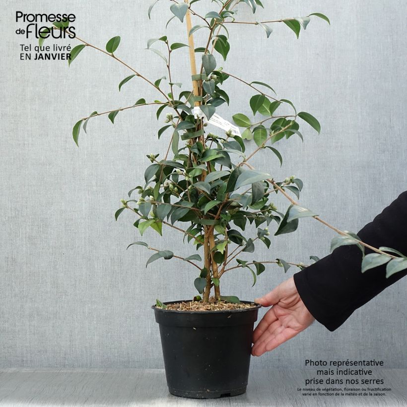 Spécimen de Camélia champêtre Gay Baby Pot de 4L/5L tel que livré en hiver