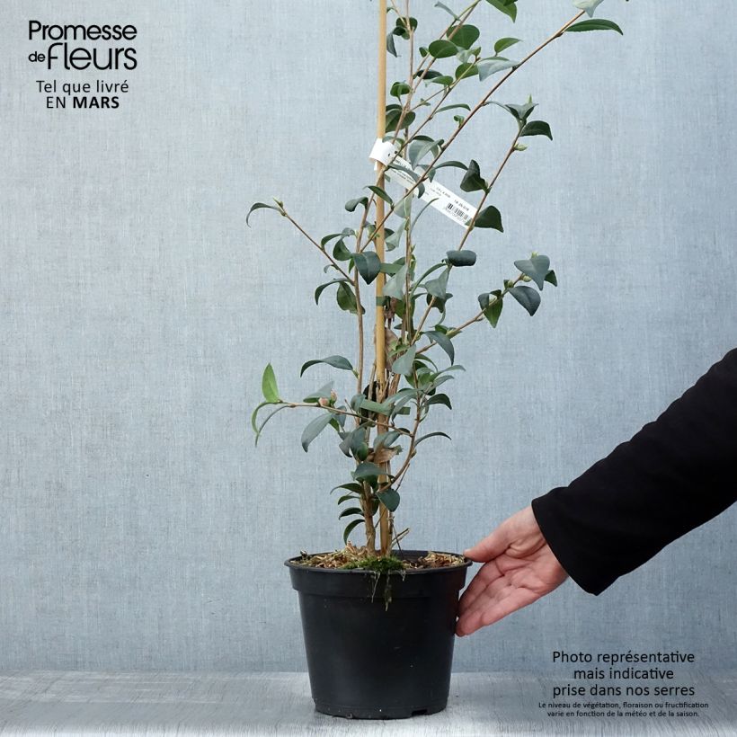 Amostra de Camélia Gay Baby Vaso de 4 L/5 L tal como entregue na primavera