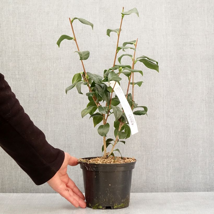 Spécimen de Camélia classique - Camellia japonica Sweet Olive Pot de 2L/3L tel que livré en hiver