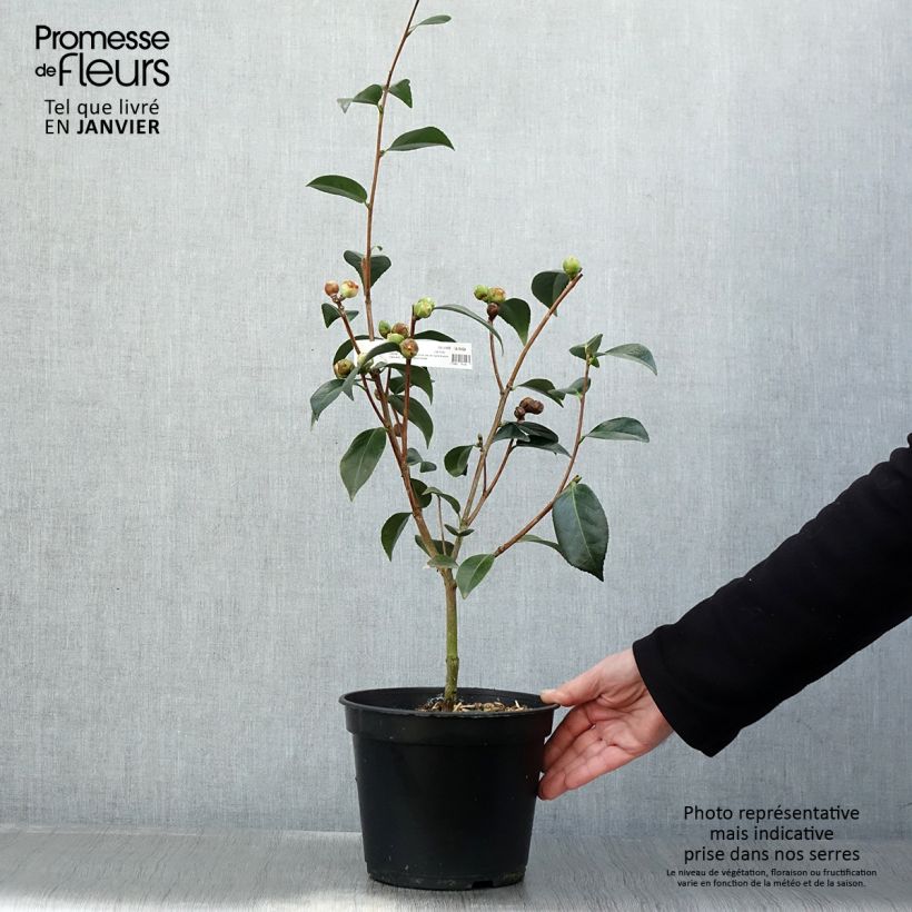 Spécimen de Camélia classique - Camellia Spring Daze Pot de 4L/5L tel que livré en hiver