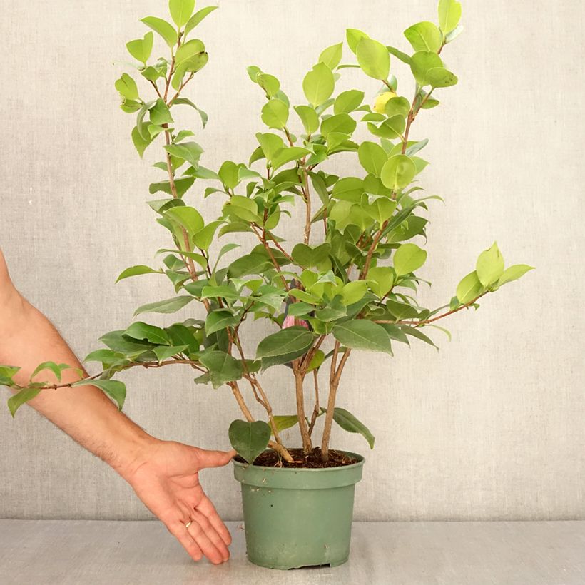 Spécimen de Camélia Comte de Gomer - Camellia japonica Pot de 2L/3L tel que livré en été