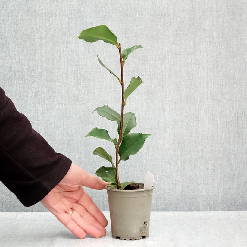 Spécimen de Camélia Coquetti - Camellia japonica Godet de 8/9 cm tel que livré en automne