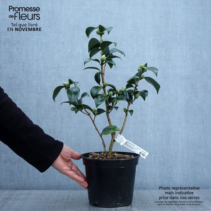 Spécimen de Camélia Coquetti - Camellia japonica Pot de 4L/5L tel que livré en automne