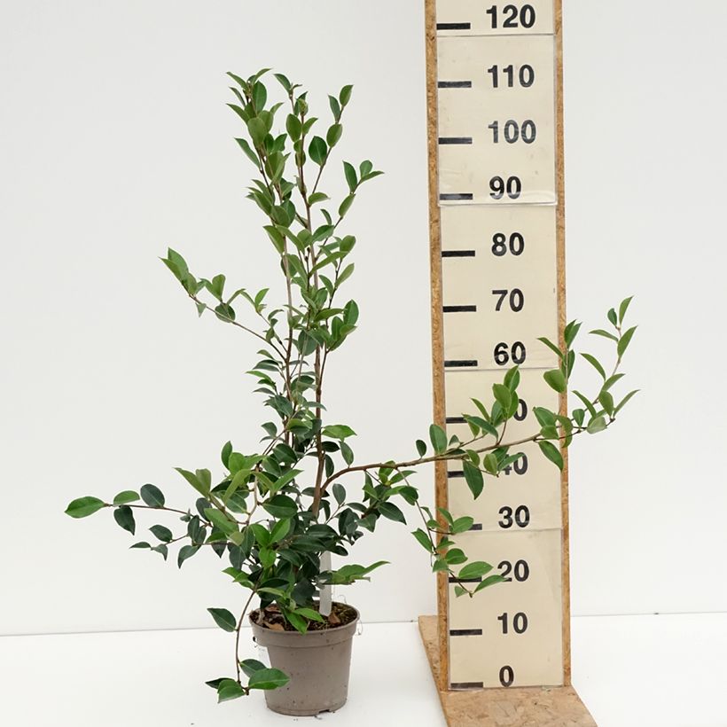 Spécimen de Camelia d'automne - Camelia sasanqua Narumi Gaita Pot de 4L/5L tel que livré en été