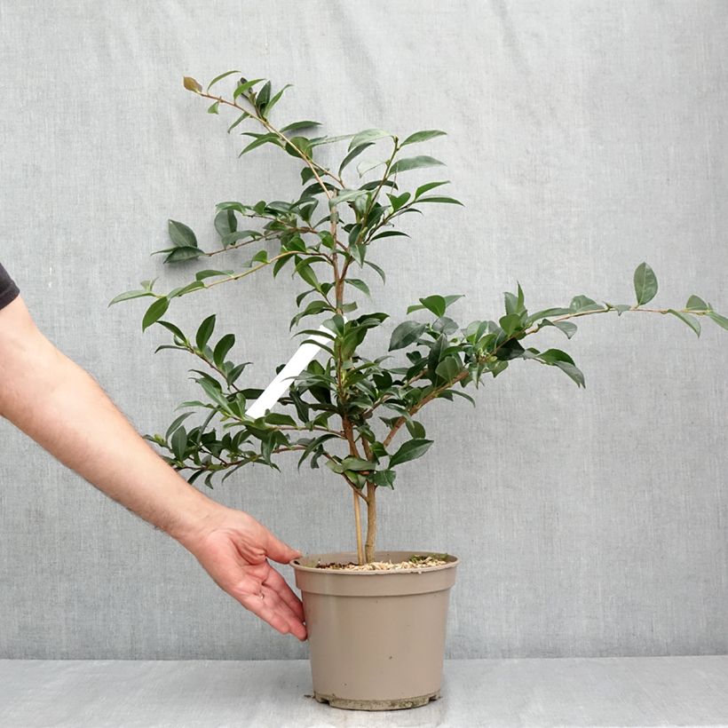 Spécimen de Camélia d'automne - Camellia sasanqua Early Pearly Pot de 4L/5L tel que livré en été