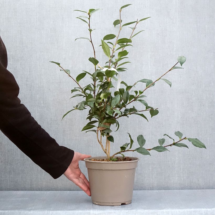 Spécimen de Camélia d'automne - Camellia sasanqua Early Pearly Pot de 4L/5L tel que livré au printemps