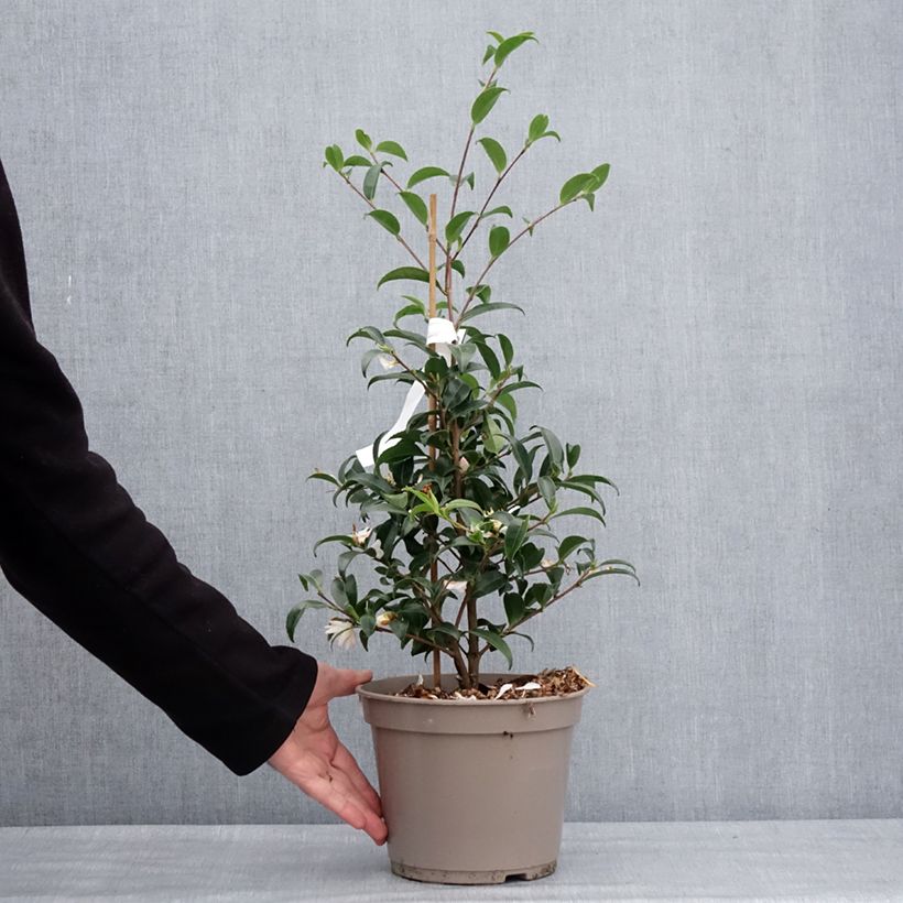 Spécimen de Camelia d'automne - Camellia sasanqua Frosted Star Pot de 4L/5L tel que livré en hiver