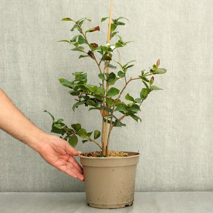 Spécimen de Camelia d'automne - Camellia x hiemalis Bonanza  Pot de 3L/4L tel que livré en été