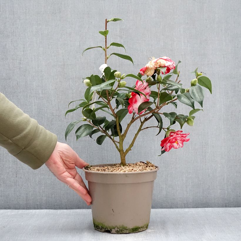 Spécimen de Camélia Donckelarii - Camellia japonica Pot de 4L/5L tel que livré en hiver