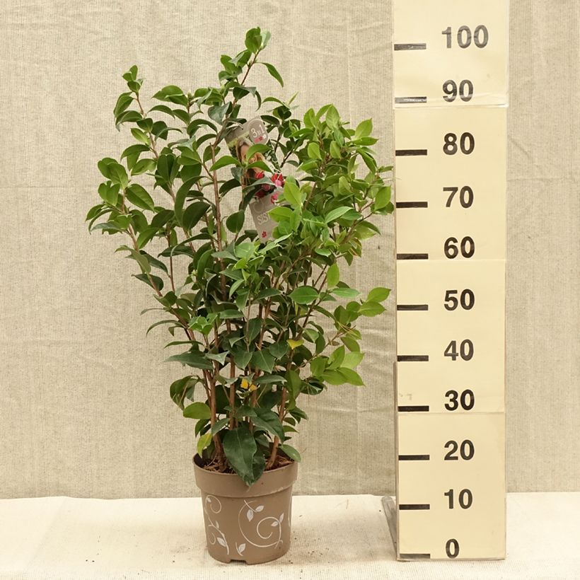 Spécimen de Camélia du Japon - Camellia Three Sisters  Pot de 6L/7L tel que livré en automne