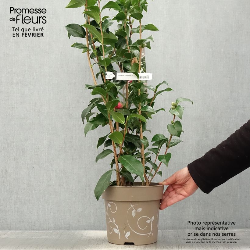 Spécimen de Camélia du Japon - Camellia Three Sisters  Pot de 6L/7L tel que livré en hiver