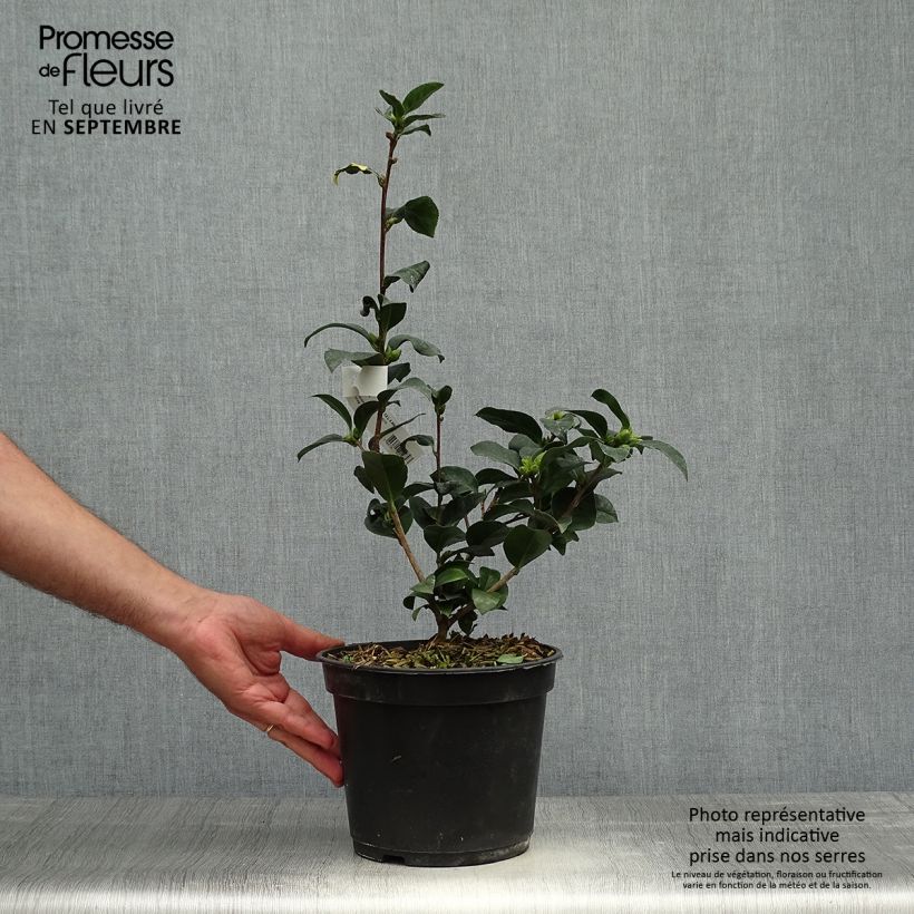 Spécimen de Camelia Fiesta Grande - Camellia (x) reticulata Pot de 3L/4L tel que livré en automne