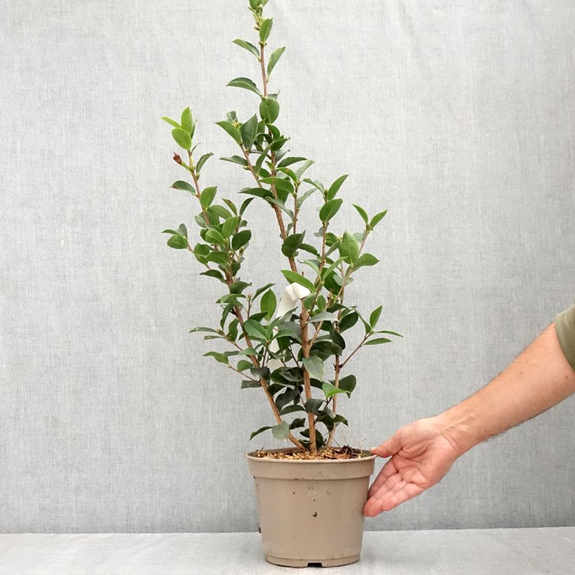 Spécimen de Camelia Fiesta Grande - Camellia (x) reticulata Pot de 3L/4L tel que livré en été