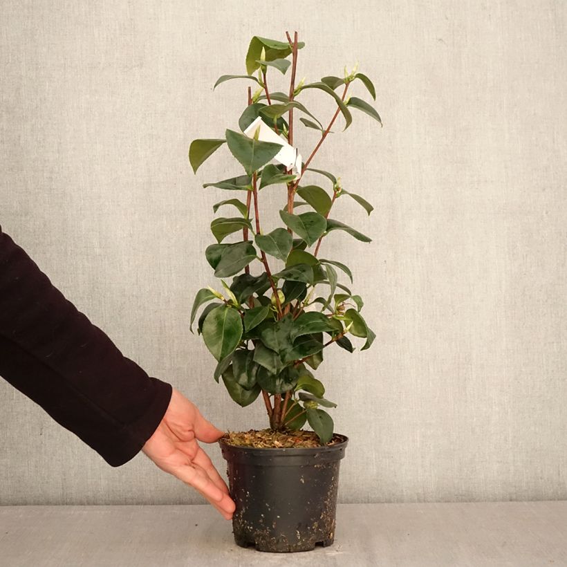 Spécimen de Camélia Janet Waterhouse - Camellia japonica Pot de 2L/3L tel que livré au printemps