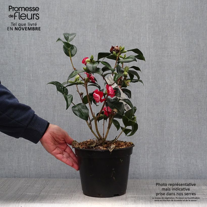 Spécimen de Camélia Lipstick - Camellia japonica Pot de 4L/5L tel que livré en automne