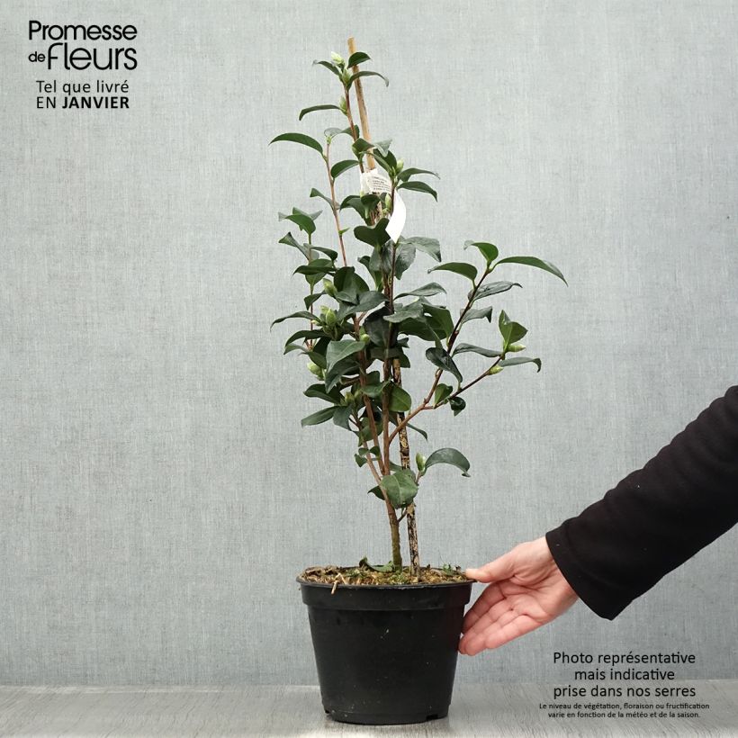 Exemplar von Camellia williamsii Lucky Star - Kamelie Topf mit 4L/5L wie im Winter geliefert