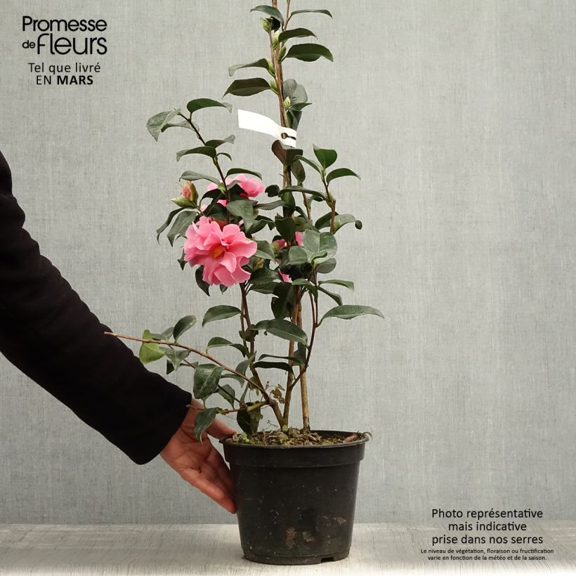 Camellia williamsii Lucky Star Maceta 4L/5L Ejemplar entregado en la primavera