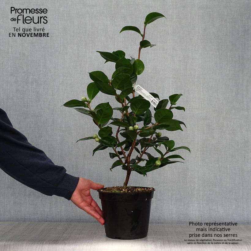 Spécimen de Camélia Marie-Galante - Camellia japonica Pot de 4L/5L tel que livré en automne