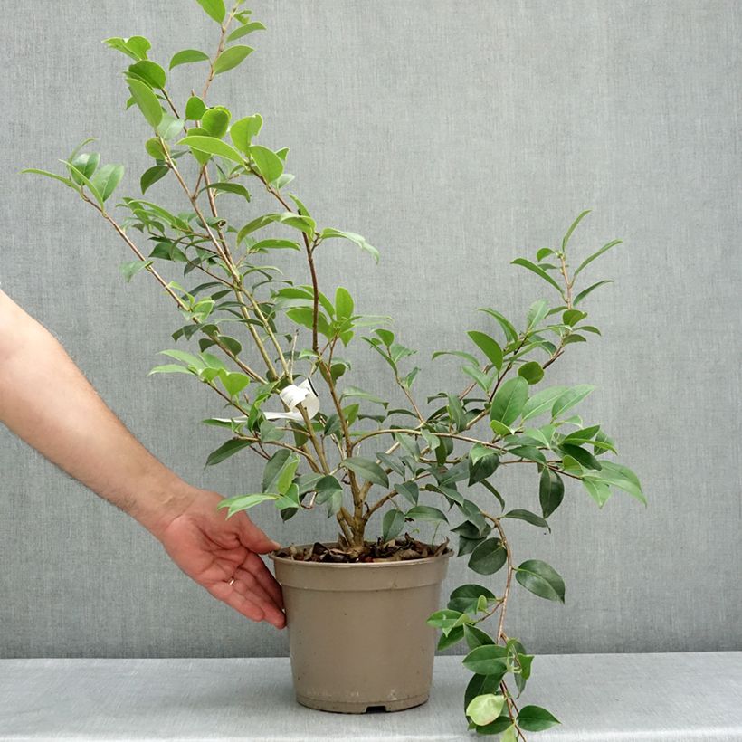 Spécimen de Camélia Mimosa Jury - Camellia x williamsii Pot de 4L/5L tel que livré au printemps
